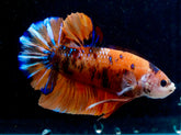 #1 (New Arrival) REAL GIANT KING Candy Tiger Nemo Koi -Male Plakat Betta Fish - High Quality Live Aquarium Male Betta Fish